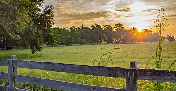 Alabama Meadow